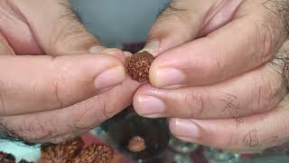 How to recognize Mukh face of #Rudraksha Hindi