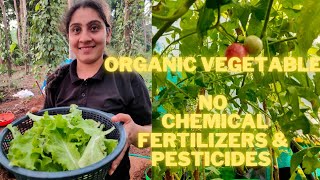 Chemical Free Pesticide| Harvesting Vegetables| Soilless Vegetable farming| Organic Fertilizer