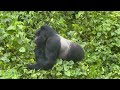 🐾 Gorilla Trekking Adventures with Nature Nest Safaris 🦍