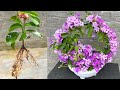 How to create a bonsai pot of garlic orchids | Garlic Orchid