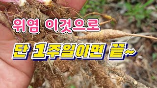 7년 묵은 46명의 위염 단 1주일만에 깨끗이 잠식해 버린 위염치료의 끝판왕