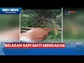 GEGER! Belasan Sapi Mati Mendadak di Deli Serdang