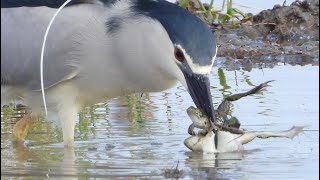 ゴイサギ カエルを捕食 4K NightHeron Predating a Frog