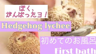 【Hedgehog】ライチの初めてのお風呂〜ボクがんばったヨ！