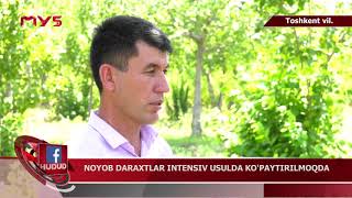 Noyob daraxtlar intensiv usulda ko'paytirilmoqda