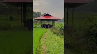 ഓർമ്മകൾ  പൂക്കുന്നിടം| നാട് | nature beauty palakkad