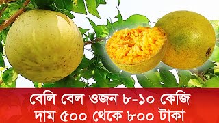 বিরল বেলি বেল। একটি বেল খেতে পারবেন ২০ জন! আধুনিক কৃষি বার্তা। #agriculture #farming #কৃষি সংবাদ