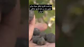 برداشت الماس سیاه آشپزخانه برای اولین بار در ایران