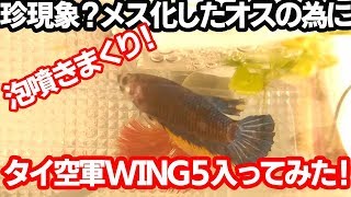 ベタの薄学講座６　超珍現象！メス化したオス！　タイ南部プラチュアップキリカーンWING5