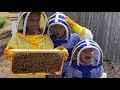 learn about bees for kids pollination for kids beekeeping for kids