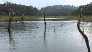 Kumeli - the beautiful Perriyar Lake and its wildlife