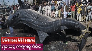 Odisha Viral News | ଓଡ଼ିଶାରେ ତିମି ମାଛର ମୃତଦେହ ଠାବ ! Blue Whale Fish Death | Odisha News Updates