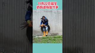 11月22日福宝不起床，奶妈进场加竹笋喊福宝！