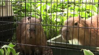 カピバラ　（ダチョウ王国篇）ふれあいデビューに向けて①