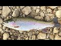 Catch & Cook BROOD-STOCK Trout!! Tasty or Gross?