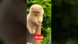 Toy pom male puppy for sale top quality ll in Delhi Mobile,8860277543 / #toypom #doglover #puppy