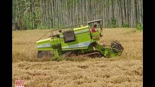 #startup #paddyharvesting #paddyharvester #കേരളം #kerala | നെല്ല് കൊയ്ത്ത്