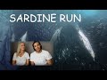 Diving the Sardine Run, South Africa - Travel To Dive vlog #3.