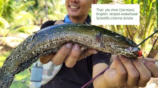 How to catch striped snakehead AKA pla chon