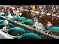 full video harvesting eggs of chicken farms farm and country life