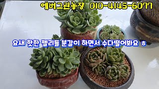 👍요새 핫한 젤리들을 에버그린 사장님과 함께 분갈이 뚝딱 해보아요~^^ #도담토 #해맑음젤리 #골드젤리 #succulentplant