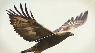 Golden Eagle - Largest eagle in North America, found in mountainous areas.