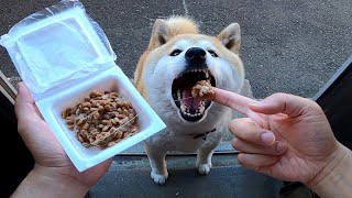 ヒートで何も口にしなくなった柴犬が！！！ #納豆しば