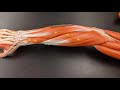 Muscles of the Forearm