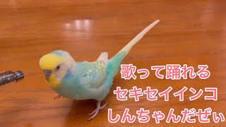 2022.1.12 歌って踊れるセキセイインコしんちゃんだぜぃ　【セキセイインコしんちゃんときょきょの暮らし】