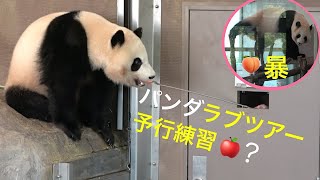 【彩浜🌈フォークで🍎あ〜ん🍴桃浜🍑暴れた💢📷7/15】飼育員さん登場/🌈扉に手を掛ける！崖で眠れる様になった！/🍑モートフリーズ走る櫓登り/パンダラブ/アドベンチャーワールド/ジャイアントパンダ