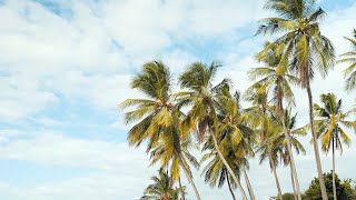 2 Hours of Beautiful Palm Trees 🌴 Swaying In The Wind With Relaxing Distant Ocean Waves 🌊 .