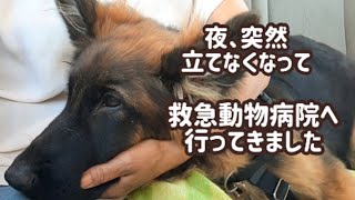 【ジャーマンシェパード】愛犬を夜間救急動物病院へ連れて行きました [German Shepherd] We went to the emergency vet for my dog