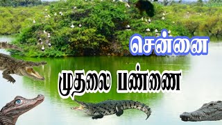 சென்னை முதலை பண்ணை || Chennai crocodile Bank || Andrew's journey