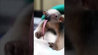 அழியும் நிலையில் உள்ள விலங்கு || Amazing Tamandua Tongue Facts || Tamil Info Share #shorts