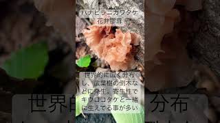 ハナビラニカワタケ #きのこ #シロキクラゲ科 #Tremella_foliacea #菌