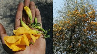 पहचान लो इस वृक्ष को जिसे देश के 90% लोग नहीं जानते / Rajsthan ka sagvan Rohida Tree