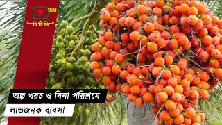 পঞ্চগড়ে বাণিজ্যিকভাবে সুপারি বাগান গড়ে তুলেছে চাষিরা || Betel nut garden | BTV