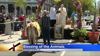 Annual Easter blessing of animals returns