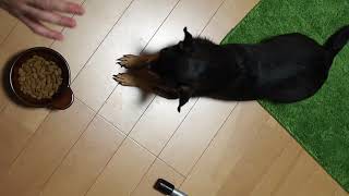 #465 黒豆くん待てチャレンジ【看板犬チワワ】