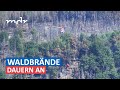 Waldbrand-Lage in der Sächsischen Schweiz bleibt angespannt | MDR um Zwei | MDR