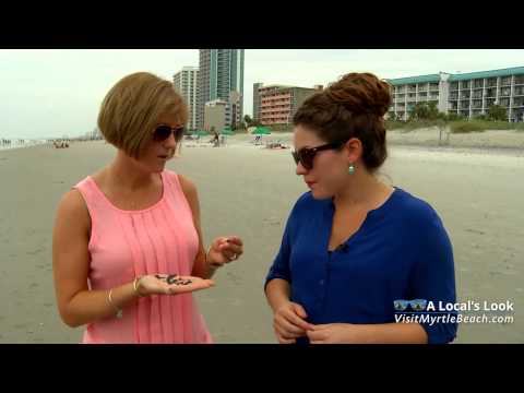 Shark Tooth Hunting Tips From Myrtle Beach, South Carolina Shark Tooth Hunting Tips From Myrtle Beach, South Carolina
