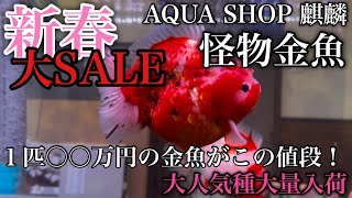 【AQUA SHOP 麒麟】2025年新春SALE！○○万円の金魚がこの値段で！【2025年1月18日販売開始】