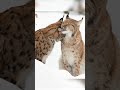 get charmed by two lynx