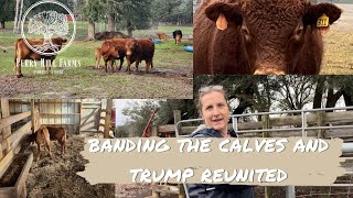 Banding Calves and Reuniting Trump