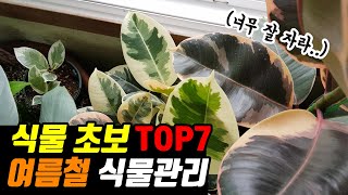 여름철 식물 관리 7가지 관리 방법