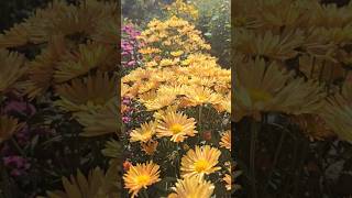 MY CHRYSANTHEMUM BEAUTY IN MY GARDEN /Colour \u0026 verity of guldaudi in my garden #ytshorts #guldaudi