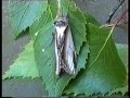 lesser swallow prominent