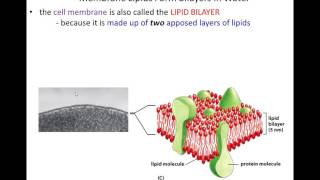 Lecture 11 - Membrane Structure - Chapter 11