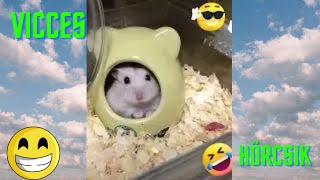 Vicces hörcsög 🐹 Vicces hörcsögök 🐹 Vicces hörcsög videók 2023 🐹 Hörcsög videók 2023 🐹❤️️😂