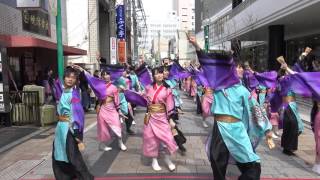 【4K】 【公式】 東京花火 「藤結び」　浜松がんこ祭　モール会場